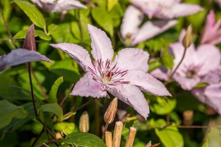 Clematis 'Hagley Hybrid' 80-100 cm cont. 3,0L - afbeelding 1
