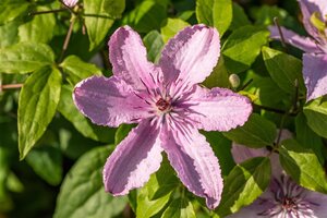 Clematis 'Hagley Hybrid' 80-100 cm cont. 3,0L - afbeelding 2