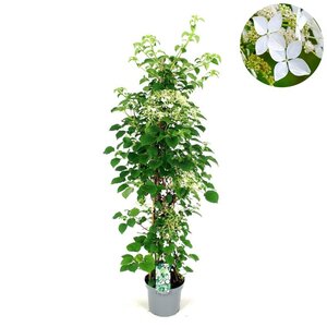 Hydrangea anomala petiolaris 80-100 cm cont. 7,5L - afbeelding 6