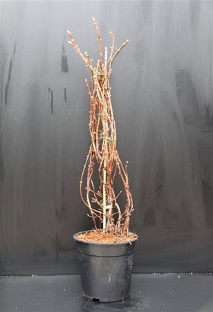 Hydrangea anomala petiolaris 80-100 cm cont. 7,5L - afbeelding 7