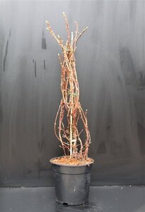 Hydrangea anomala petiolaris 80-100 cm cont. 7,5L - afbeelding 7