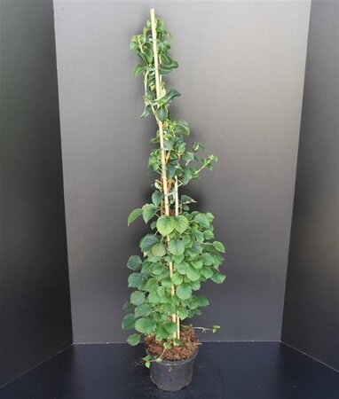 Hydrangea anomala petiolaris 80-100 cm cont. 7,5L - afbeelding 8