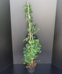 Hydrangea anomala petiolaris 80-100 cm cont. 7,5L - afbeelding 8