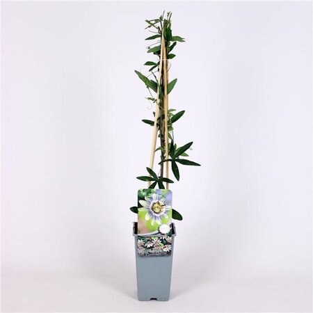Passiflora caerulea 70 cm vierkant 2L - afbeelding 4