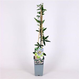 Passiflora caerulea 70 cm vierkant 2L - afbeelding 4