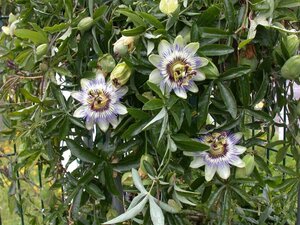 Passiflora caerulea 70 cm vierkant 2L