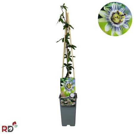 Passiflora caerulea 70 cm vierkant 2L - afbeelding 5