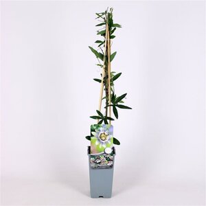 Passiflora caerulea 70 cm vierkant 2L - afbeelding 3