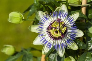 Passiflora caerulea 70 cm vierkant 2L - afbeelding 2