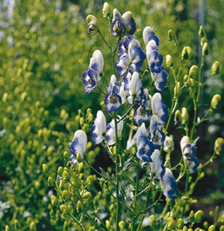 Aconitum camm. 'Bicolor' geen maat specificatie 0,55L/P9cm