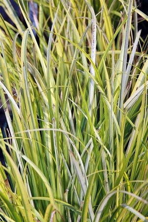 Acorus gramineus 'Ogon' geen maat specificatie 0,55L/P9cm
