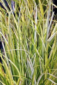 Acorus gramineus 'Ogon' geen maat specificatie 0,55L/P9cm
