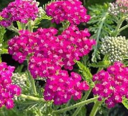 Achillea m. 'Cassis' geen maat specificatie 0,55L/P9cm