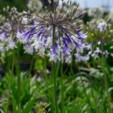 Agapanthus Fireworks geen maat specificatie 0,55L/P9cm