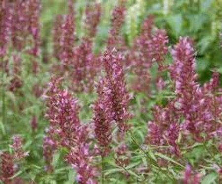Agastache 'Linda' geen maat specificatie 0,55L/P9cm