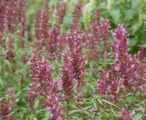 Agastache 'Linda' geen maat specificatie 0,55L/P9cm
