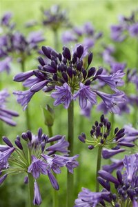 Agapanthus Poppin Purple geen maat specificatie 0,55L/P9cm - afbeelding 1
