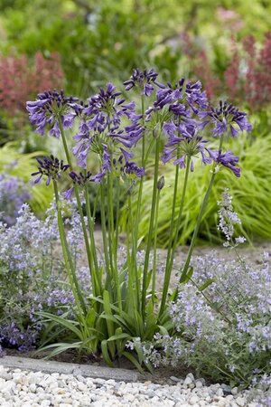 Agapanthus Poppin Purple geen maat specificatie 0,55L/P9cm - afbeelding 2