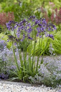 Agapanthus Poppin Purple geen maat specificatie 0,55L/P9cm - afbeelding 2
