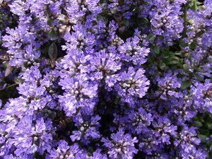 Ajuga tenorii 'Valfredda' geen maat specificatie 0,55L/P9cm - afbeelding 1