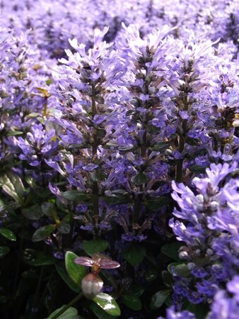 Ajuga tenorii 'Valfredda' geen maat specificatie 0,55L/P9cm - afbeelding 2