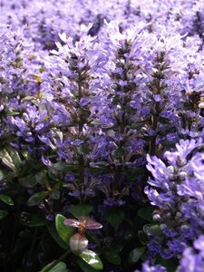 Ajuga tenorii 'Valfredda' geen maat specificatie 0,55L/P9cm - image 2