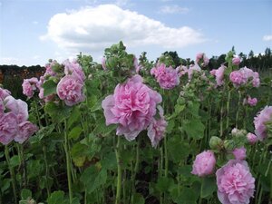 Alcea r. 'Charters Rosa' geen maat specificatie 0,55L/P9cm - afbeelding 2