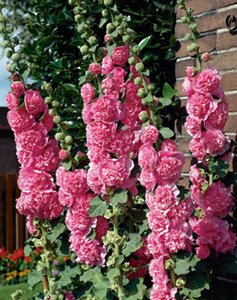 Alcea r. 'Charters Rosa' geen maat specificatie 0,55L/P9cm - afbeelding 3
