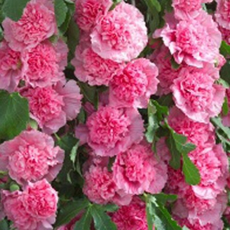 Alcea r. 'Charters Rosa' geen maat specificatie 0,55L/P9cm - image 1