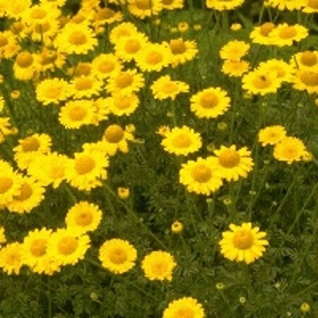 Anthemis hyb. 'Kelwayi' geen maat specificatie 0,55L/P9cm