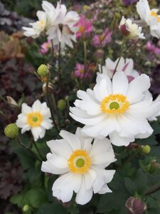 Anemone h. Snow Angel geen maat specificatie 0,55L/P9cm