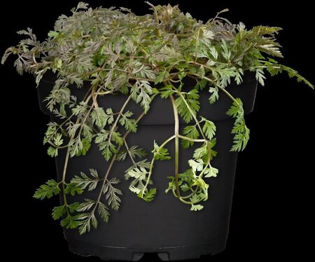Anthriscus sylvestris 'Ravenswing' geen maat specificatie 0,55L/P9cm