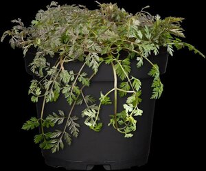 Anthriscus sylvestris 'Ravenswing' geen maat specificatie 0,55L/P9cm