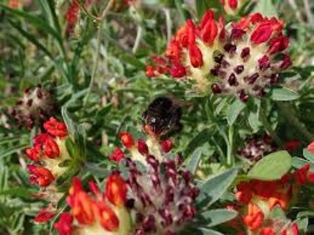 Anthyllis vulneraria coccinea geen maat specificatie 0,55L/P9cm