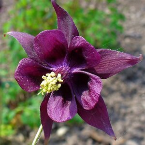 Aquilegia atrata geen maat specificatie 0,55L/P9cm