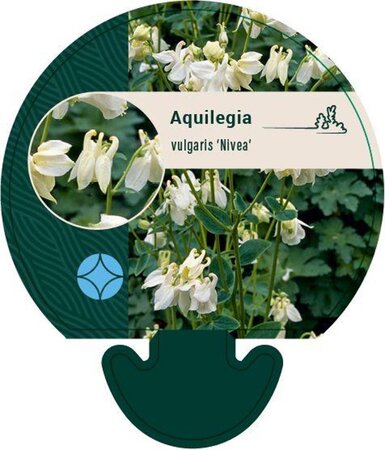 Aquilegia v. 'Nivea' geen maat specificatie 0,55L/P9cm