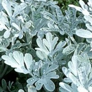 Artemisia stell. 'Boughton Silver' geen maat specificatie 0,55L/P9cm