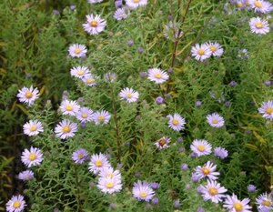 Aster amethystinus 'Freiburg' geen maat specificatie 0,55L/P9cm - afbeelding 1