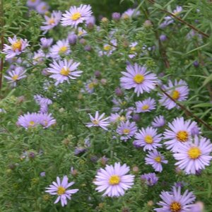 Aster amethystinus 'Freiburg' geen maat specificatie 0,55L/P9cm - afbeelding 2