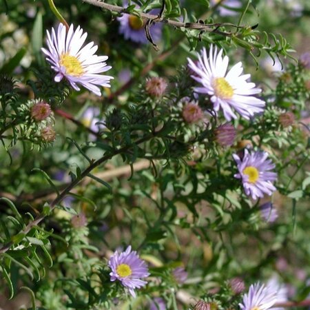 Aster amethystinus 'Freiburg' geen maat specificatie 0,55L/P9cm - afbeelding 3