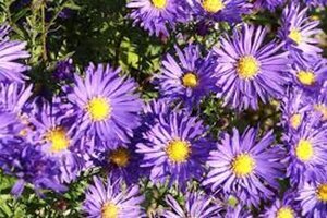 Aster (D) 'Blaue Lagune' geen maat specificatie 0,55L/P9cm
