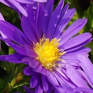 Aster (D) 'Blaue Lagune' geen maat specificatie 0,55L/P9cm - afbeelding 2