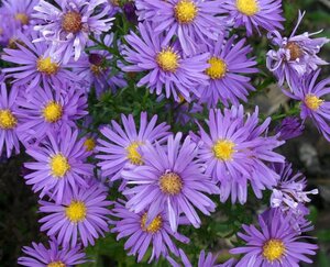 Aster (D) 'Blaue Lagune' geen maat specificatie 0,55L/P9cm - afbeelding 3