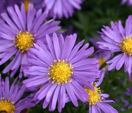 Aster (D) 'Blaue Lagune' geen maat specificatie 0,55L/P9cm - afbeelding 4