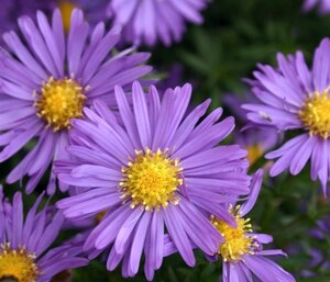 Aster (D) 'Blaue Lagune' geen maat specificatie 0,55L/P9cm - afbeelding 4