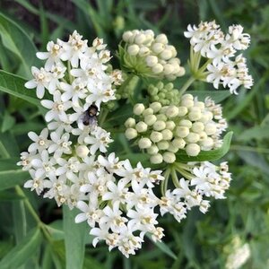 Asclepias inc. 'Ice Ballet' geen maat specificatie 0,55L/P9cm - afbeelding 1
