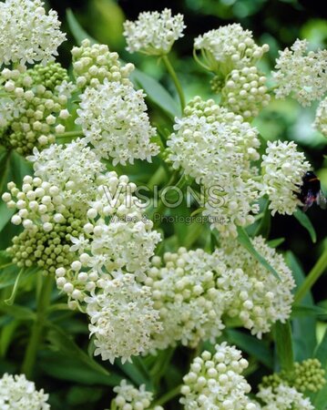 Asclepias inc. 'Ice Ballet' geen maat specificatie 0,55L/P9cm - afbeelding 2