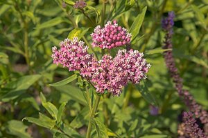 Asclepias incarnata geen maat specificatie 0,55L/P9cm - afbeelding 1