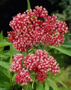 Asclepias incarnata geen maat specificatie 0,55L/P9cm - afbeelding 2