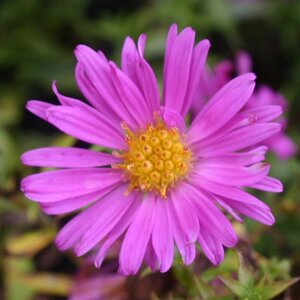 Aster (D) 'Kassel' geen maat specificatie 0,55L/P9cm - afbeelding 1